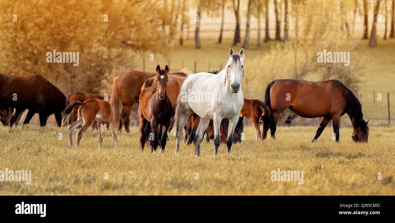 A thoroughbred white horse with a foal. Horse herd grazing in pasture. Sunlight. Sunset. Summer pasture Stock Photo