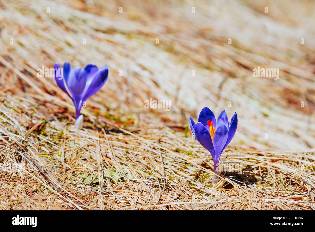 Stunning first flowers in the dry yellow grass. Gorgeous day and picturesque scene. Location place of Ukraine Europe. Wonderful wallpaper. Closeup com Stock Photo
