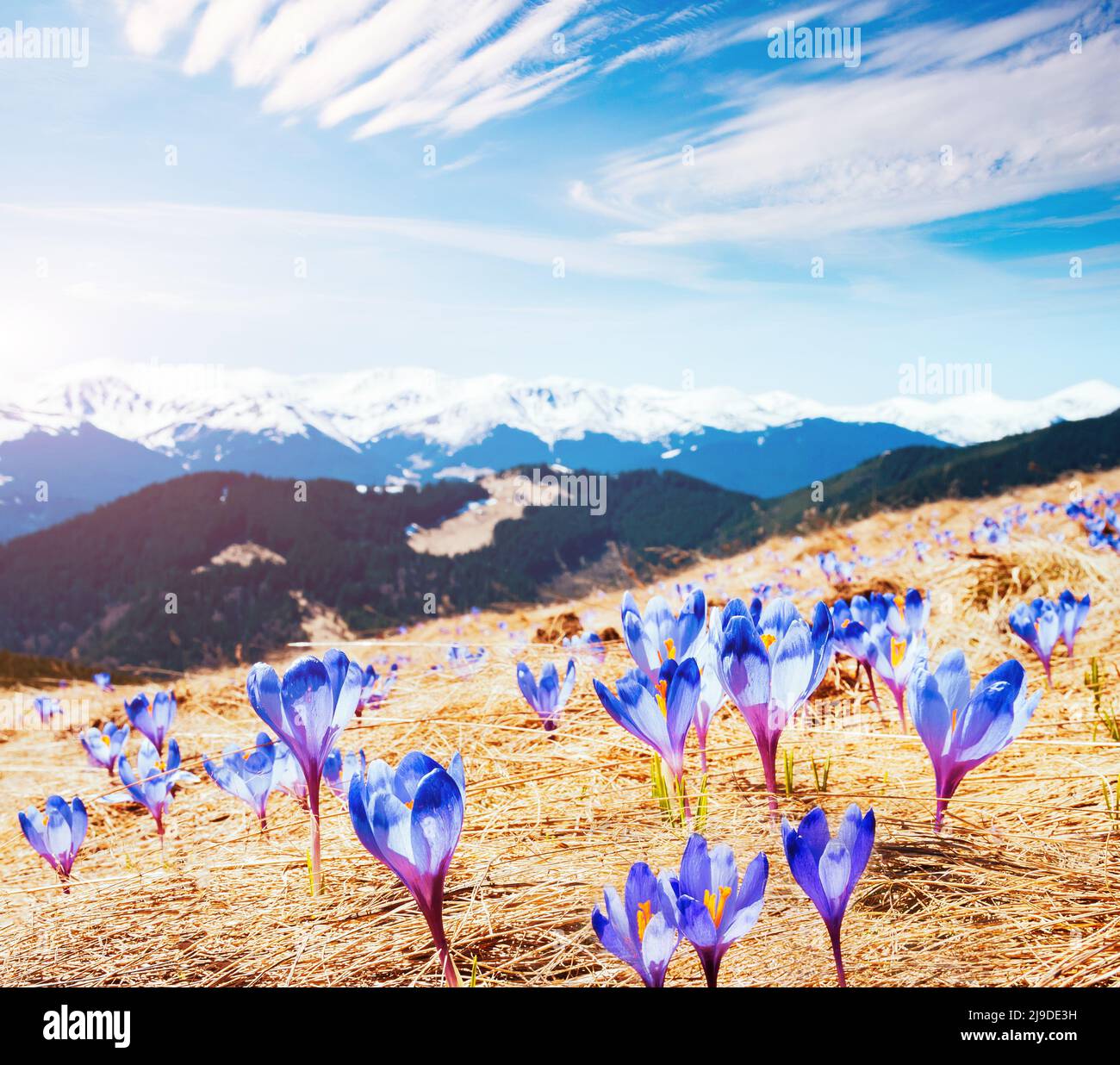 Awesome first flowers in the alpine valley. Gorgeous day and picturesque scene. Location place of Carpathian, Ukraine, Europe. Wonderful image of wall Stock Photo
