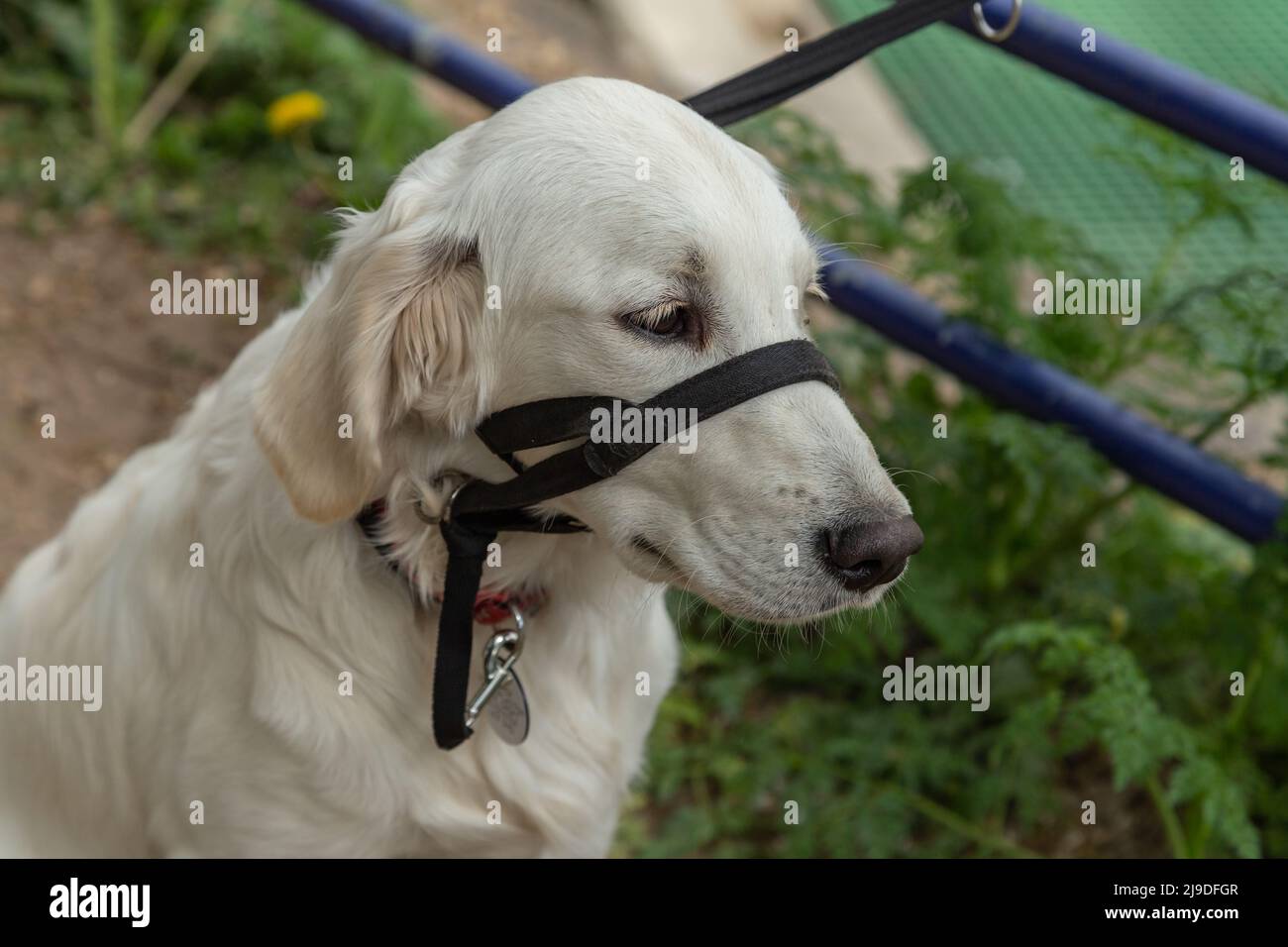 A golden retriever puppy wearing a halti. This type of dog head collar