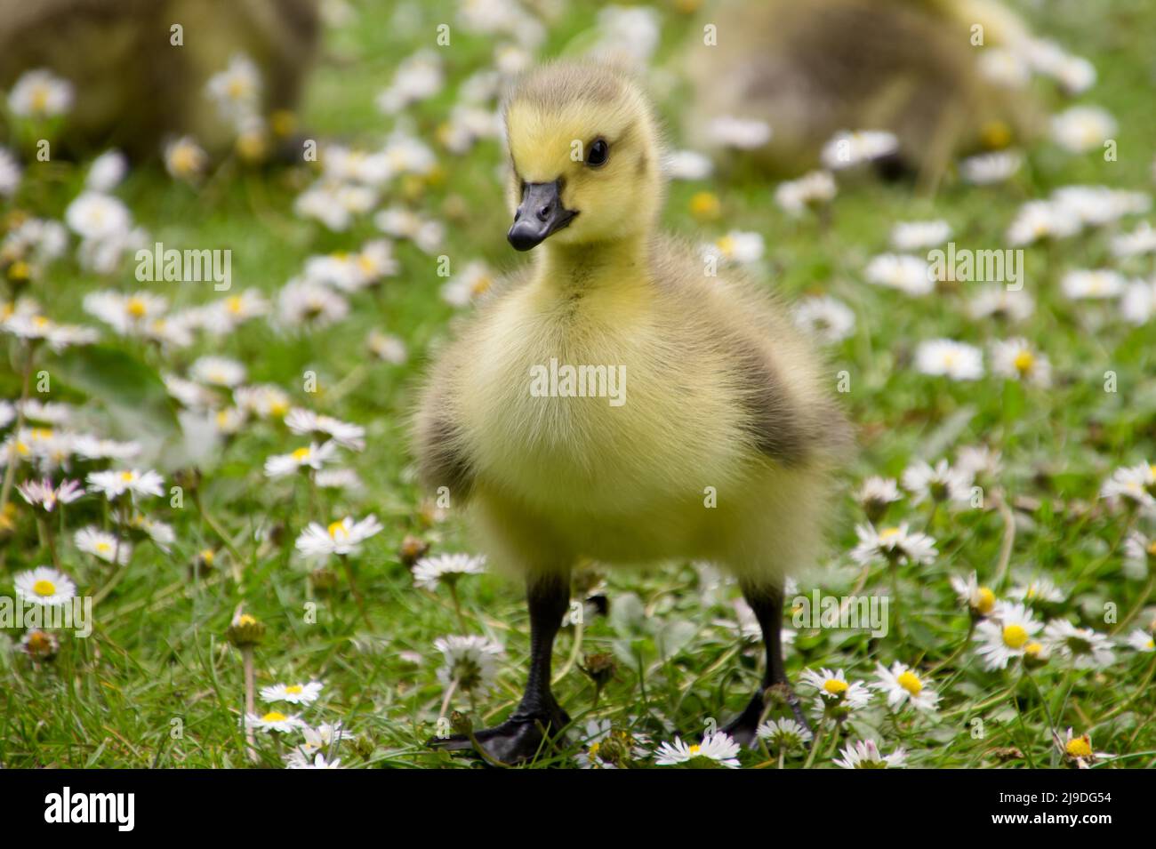 Grey goose chick hi-res stock photography and images - Alamy