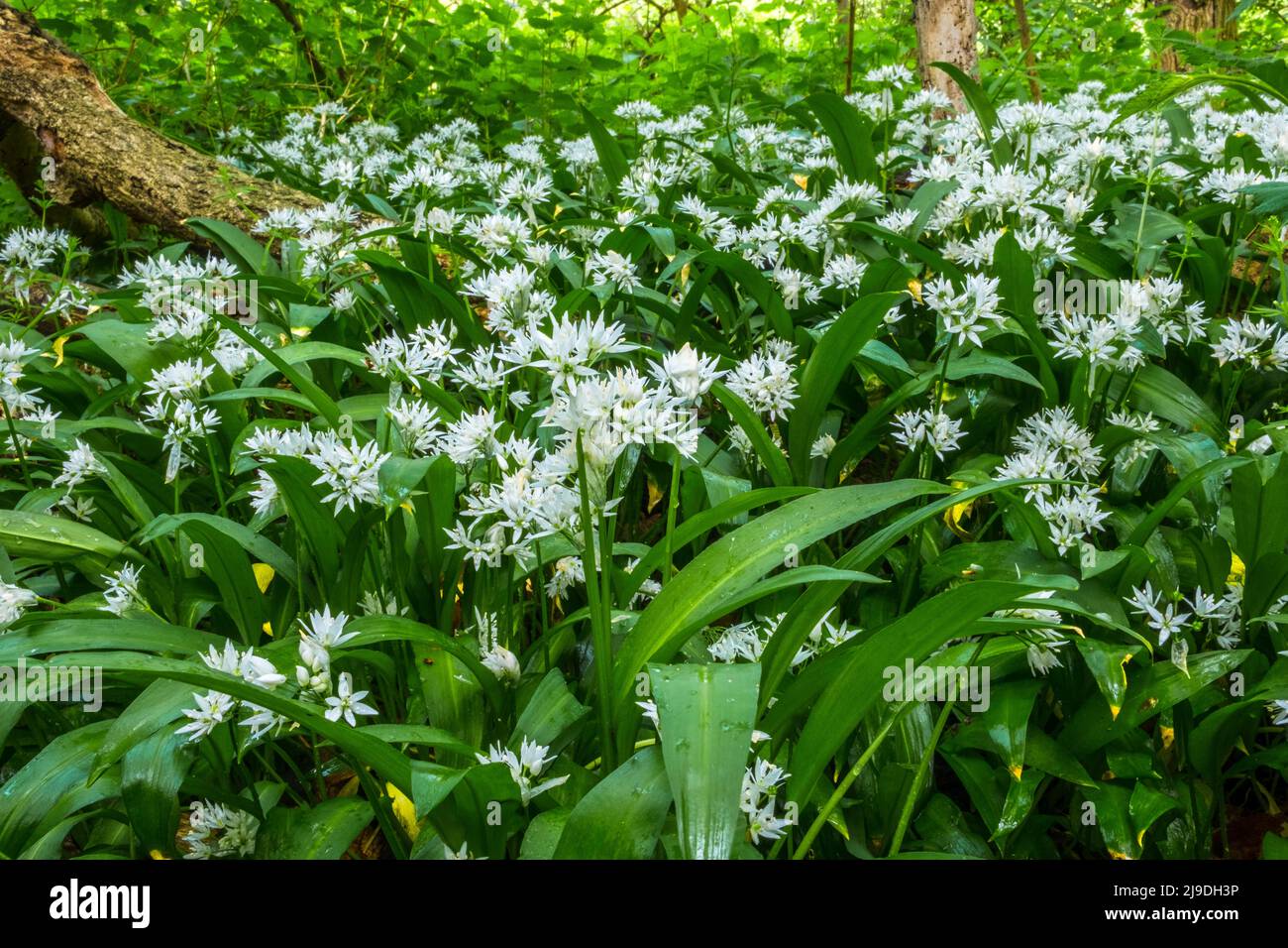 Allium Ursinum, Ransoms or wild garlic growing in a Suffolk, Uk, wood in spring. Stock Photo