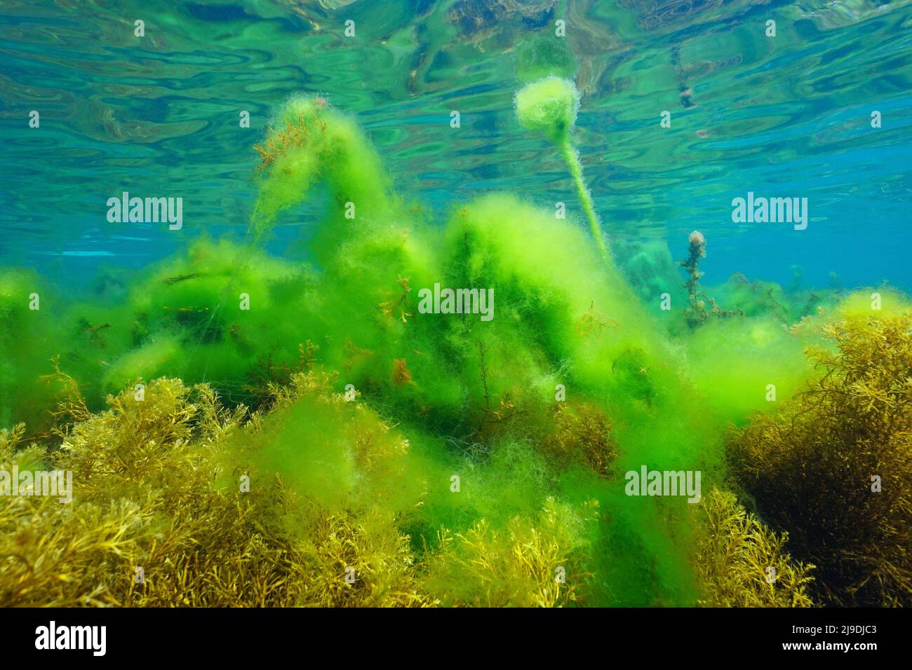 Algal bloom underwater in the ocean, green filamentous algae growing over brown algae, Eastern Atlantic, Spain, Galicia Stock Photo