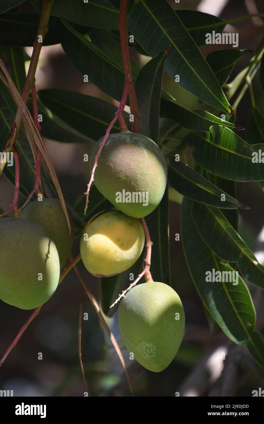 Fruit tree with fresh mangos growing and ready to ripen Stock Photo Alamy
