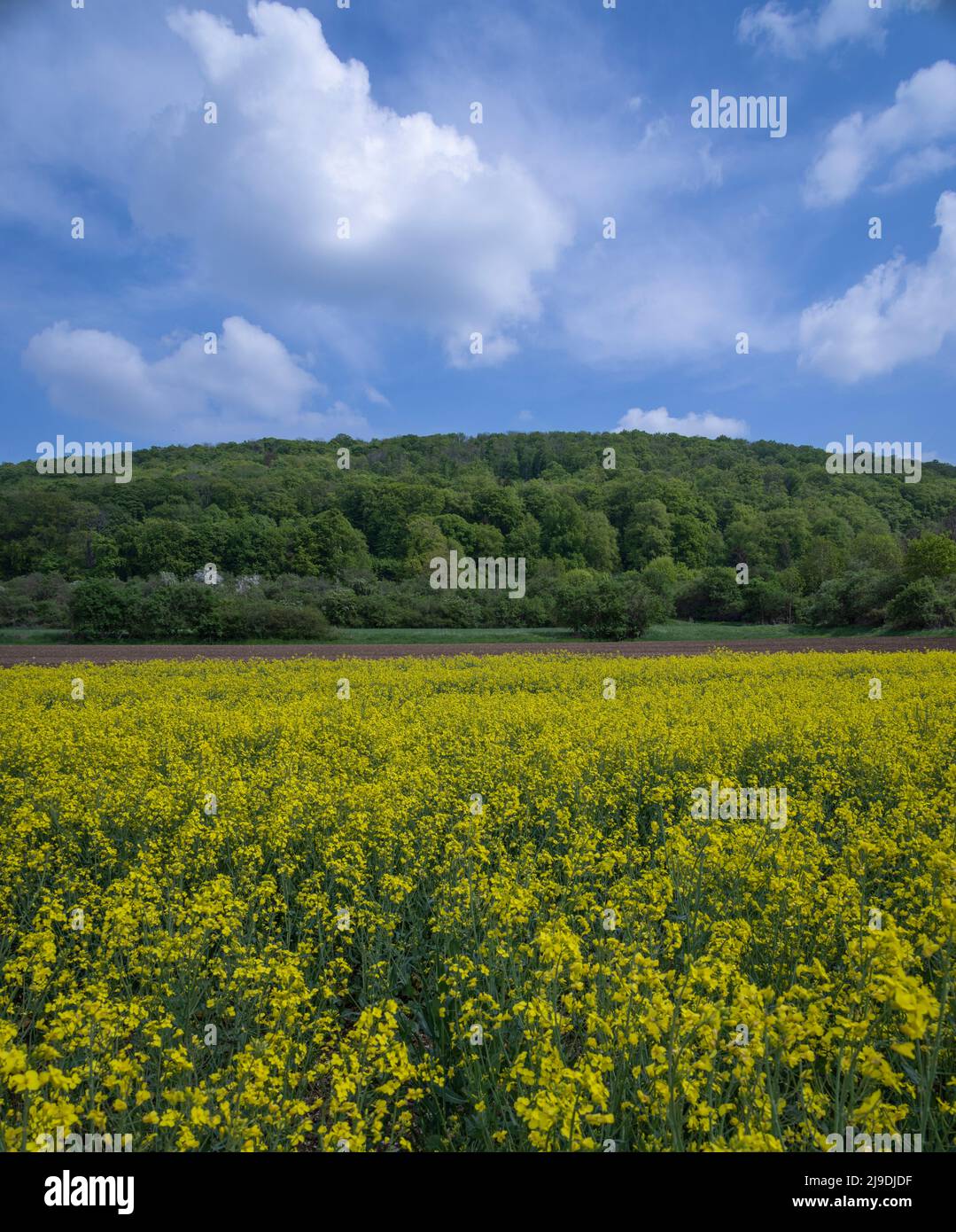 field of rapeseed (Brassica napus) with forested hill behind, near Donauworth, Franconia, Germany Stock Photo