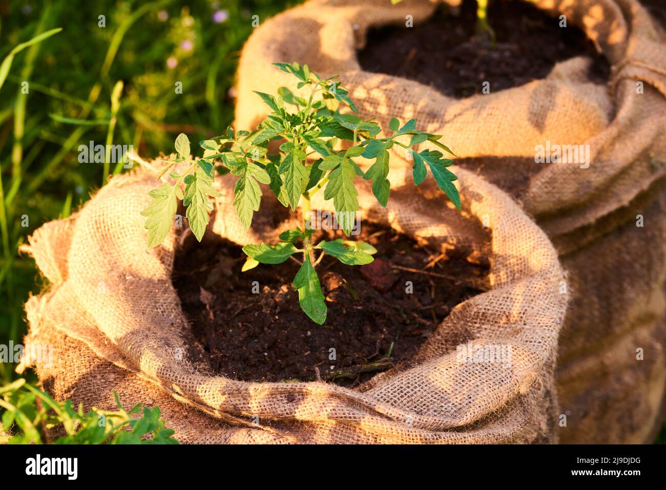 Growing pumpkin and tomato seedlings in jute bags full of composted