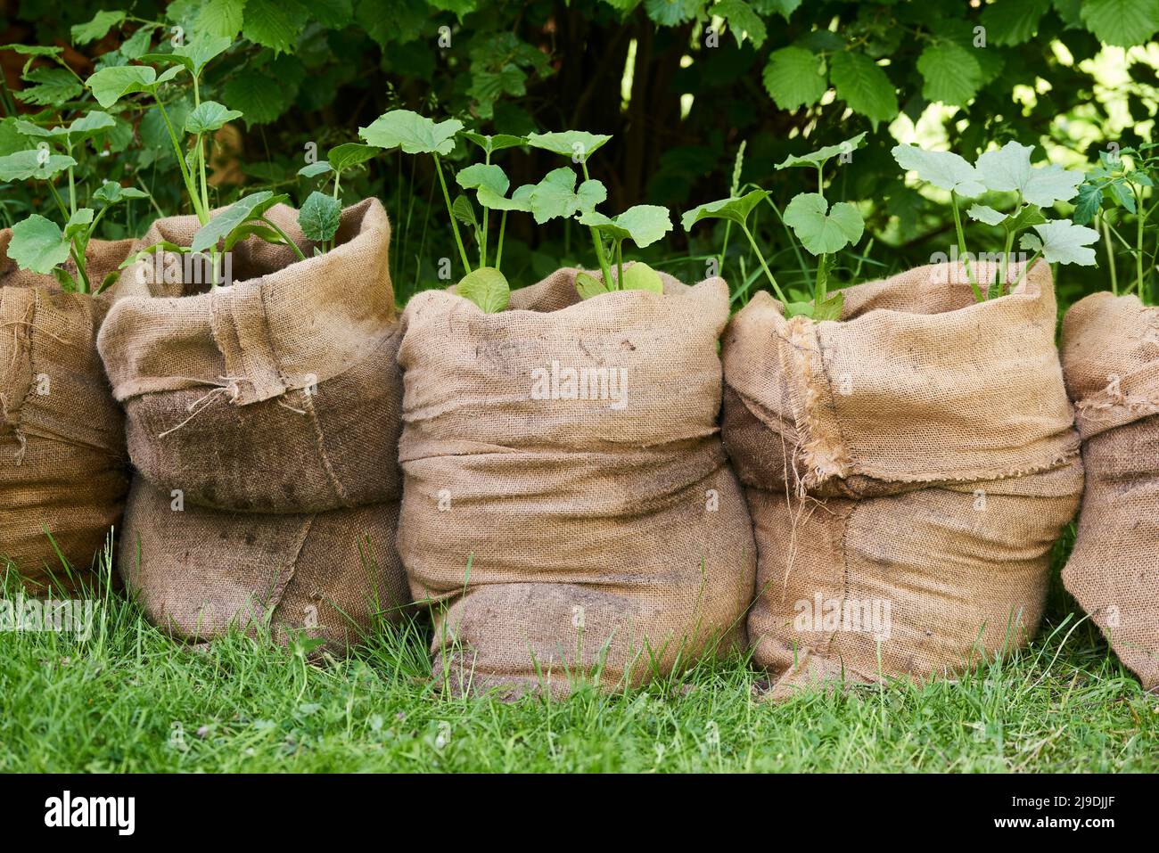 Growing pumpkin and tomato seedlings in jute bags full of composted