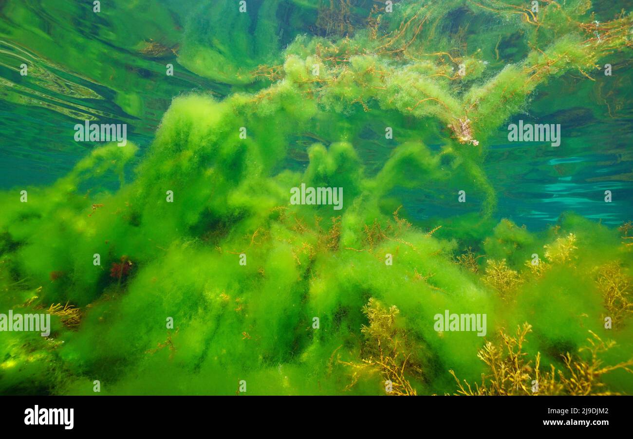 Thallus of filamentous algae underwater in the ocean, algal bloom, Eastern Atlantic, Spain, Galicia Stock Photo