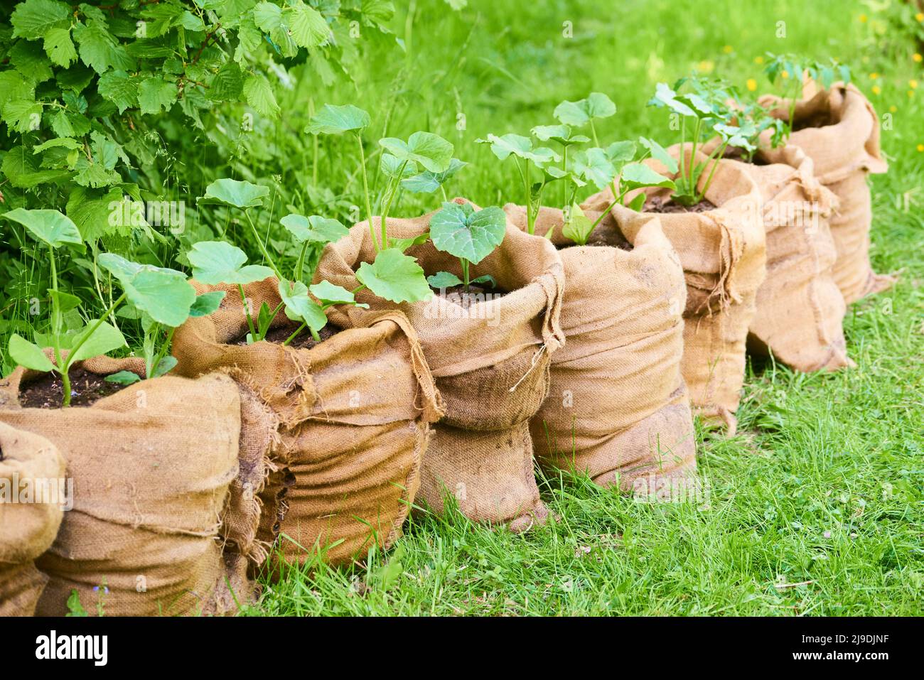 Growing pumpkin and tomato seedlings in jute bags full of composted