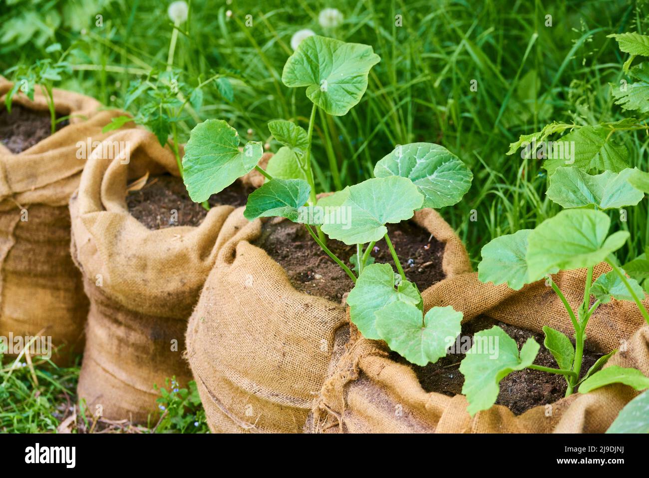 Growing pumpkin and tomato seedlings in jute bags full of composted