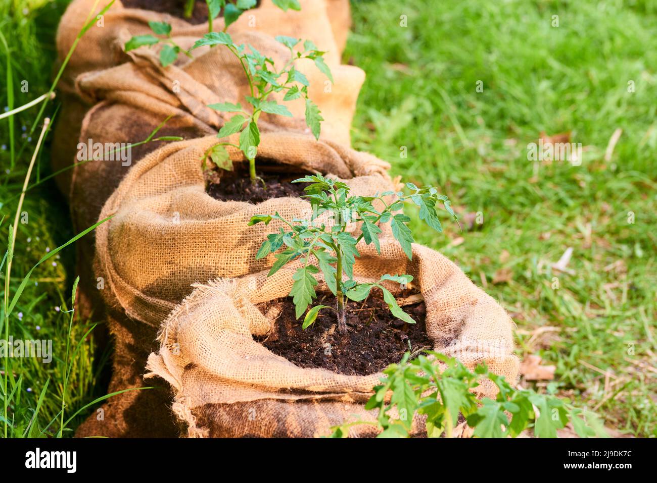 Growing pumpkin and tomato seedlings in jute bags full of composted