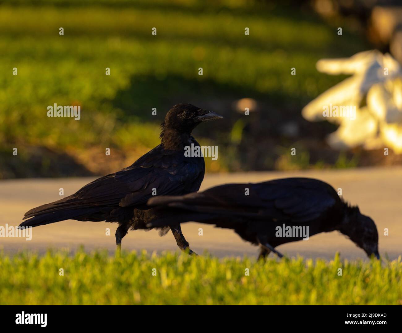 A pair of baby crows Stock Photo