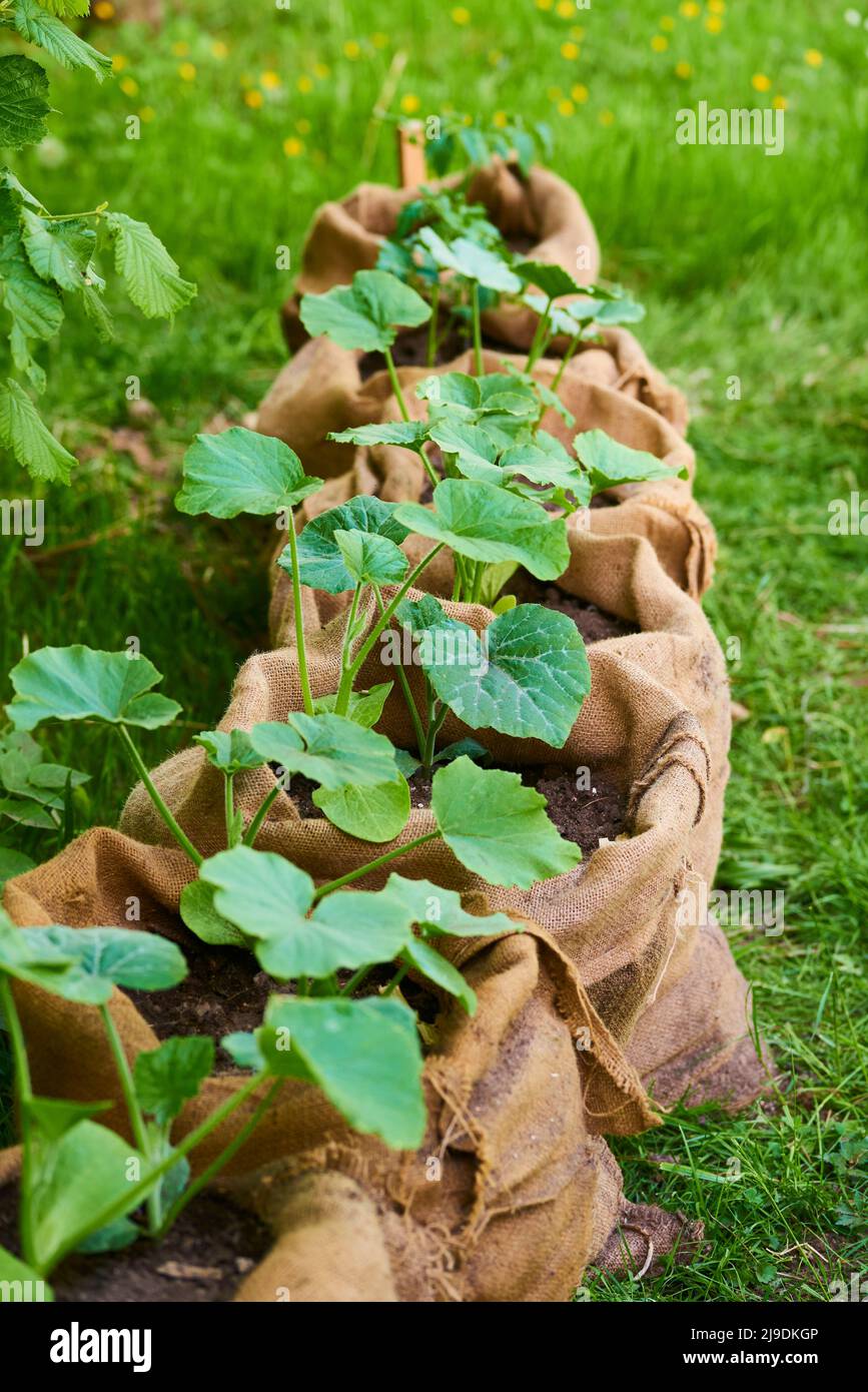 Growing pumpkin and tomato seedlings in jute bags full of composted