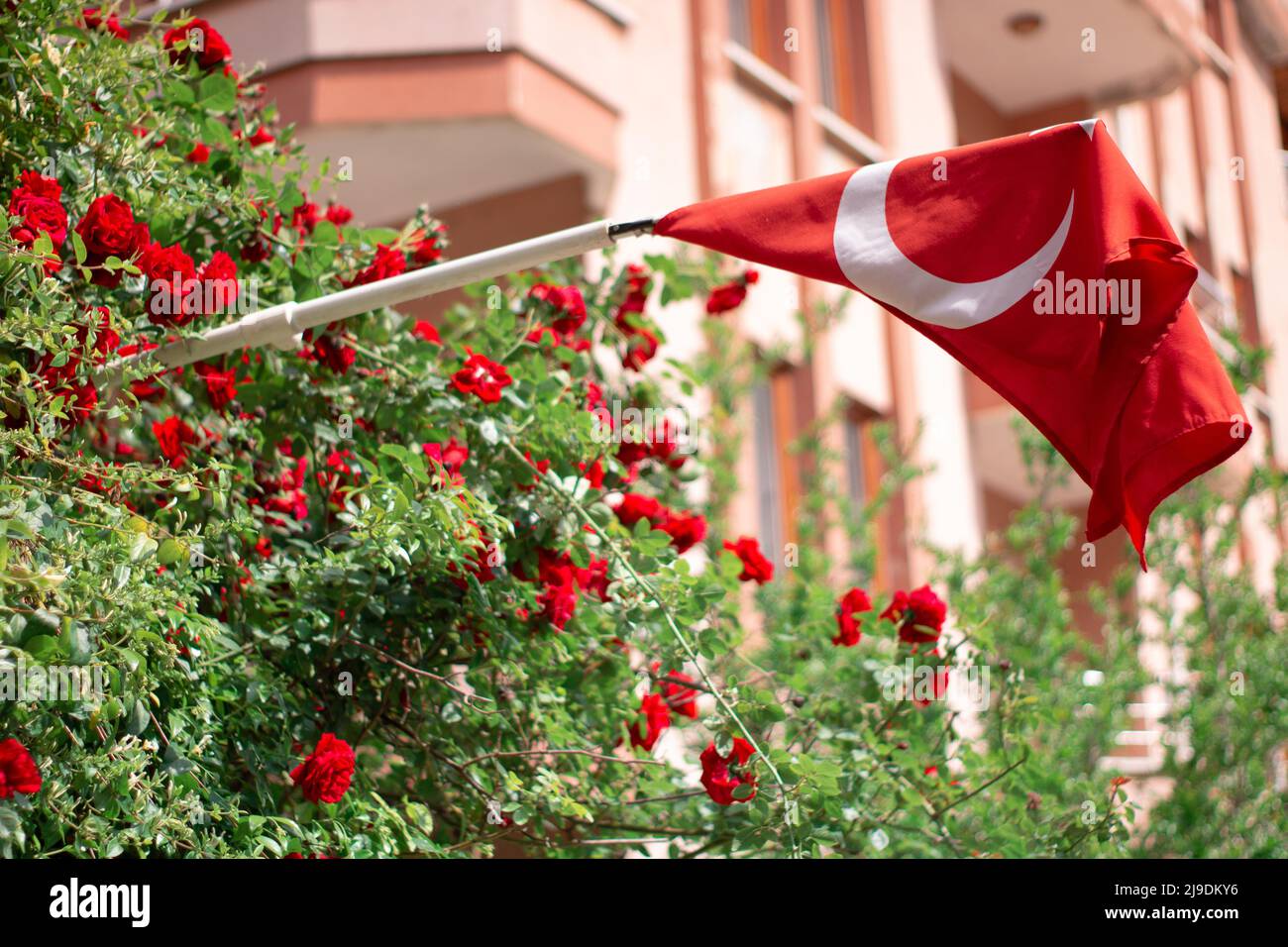 The red flag and red roses Stock Photo Alamy
