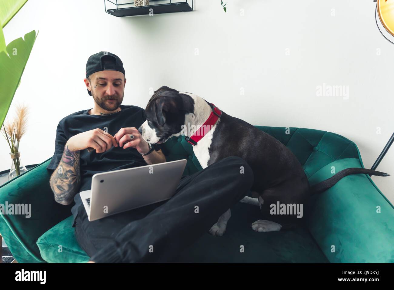 Human-dog relationship. Curious dog looks at his owner's laptop while sitting on a green couch. Indoor shot. High quality photo Stock Photo