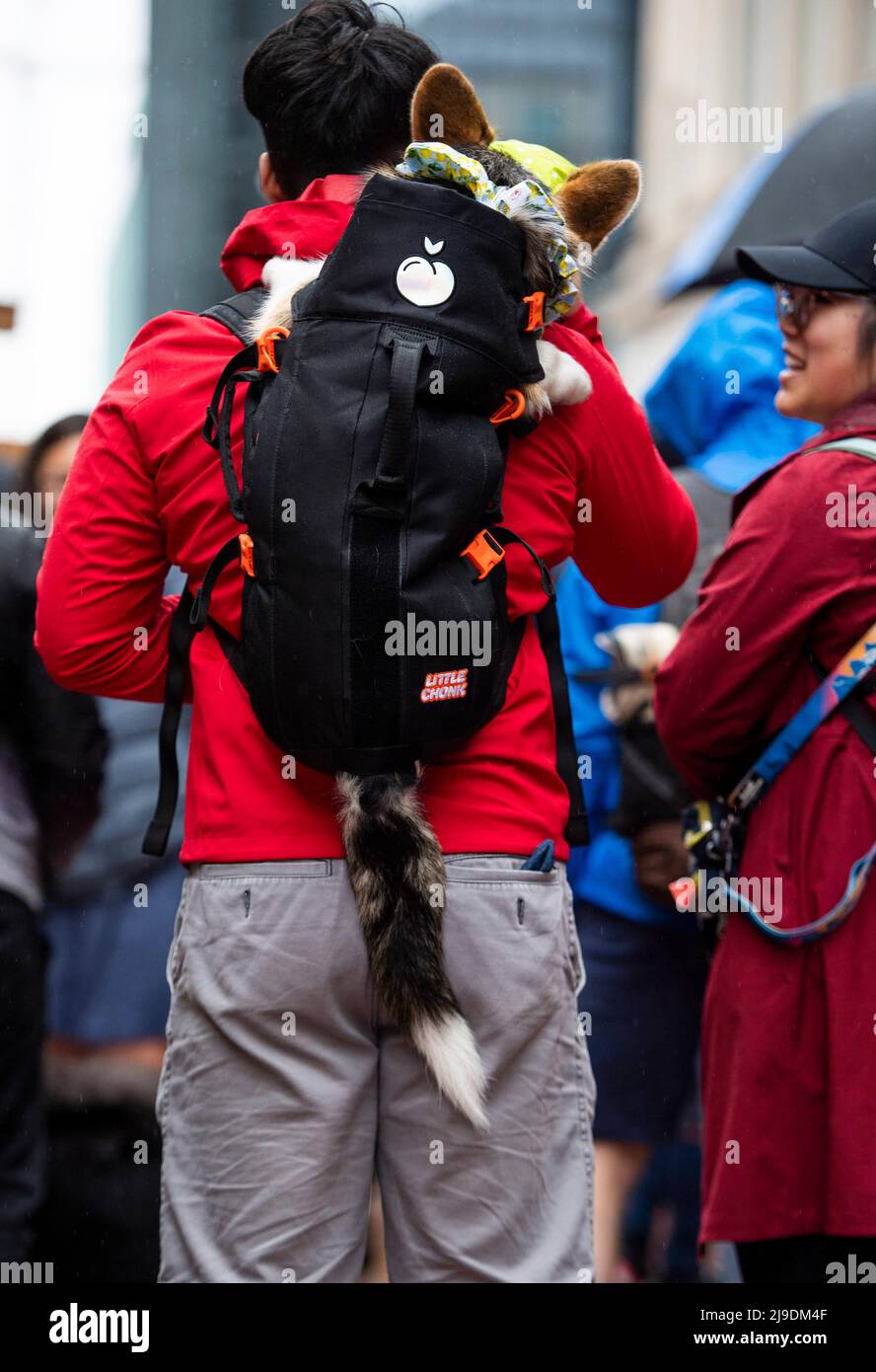 Dumpling the corgi‚Äôs tail is seen out of the bottom of dog backpack ...