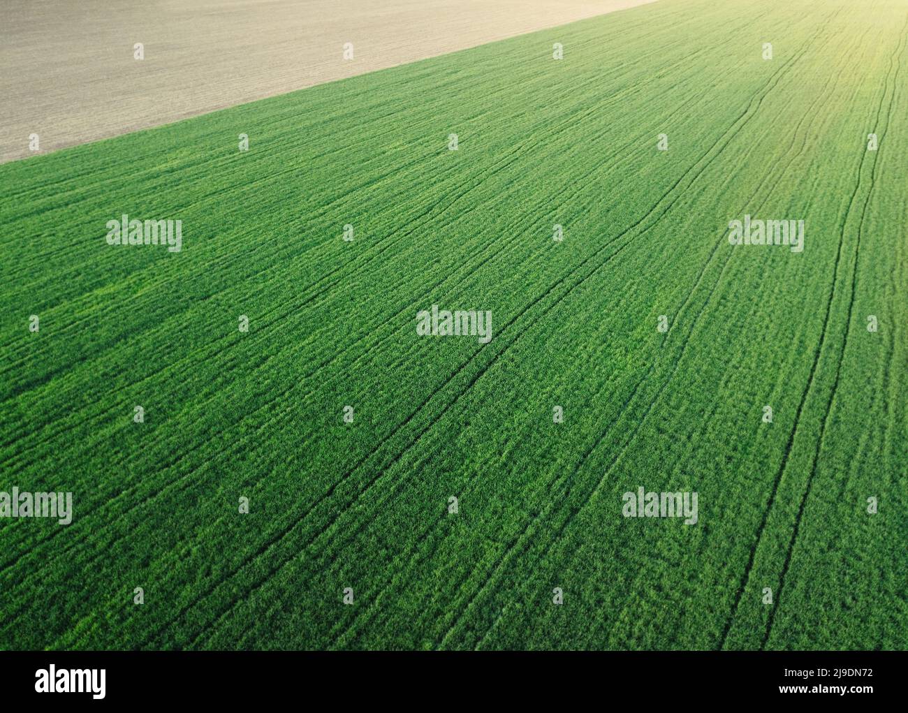 Aerial photography of young wheat field and arable crop land , natural background Stock Photo