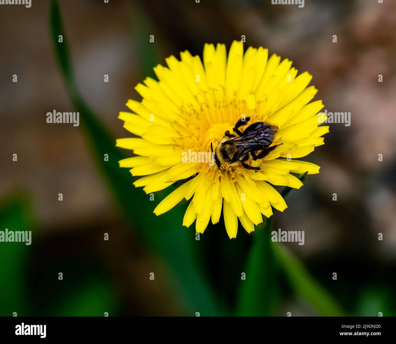 A bumblebee pollinating a dandelion  in a garden in spring Stock Photo