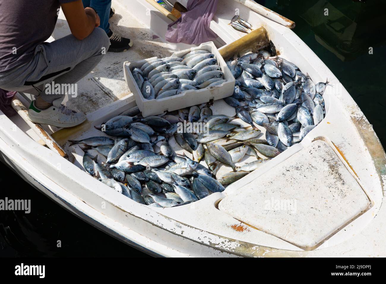 Fish and other marine on fishing boats at fish market Stock Photo Alamy