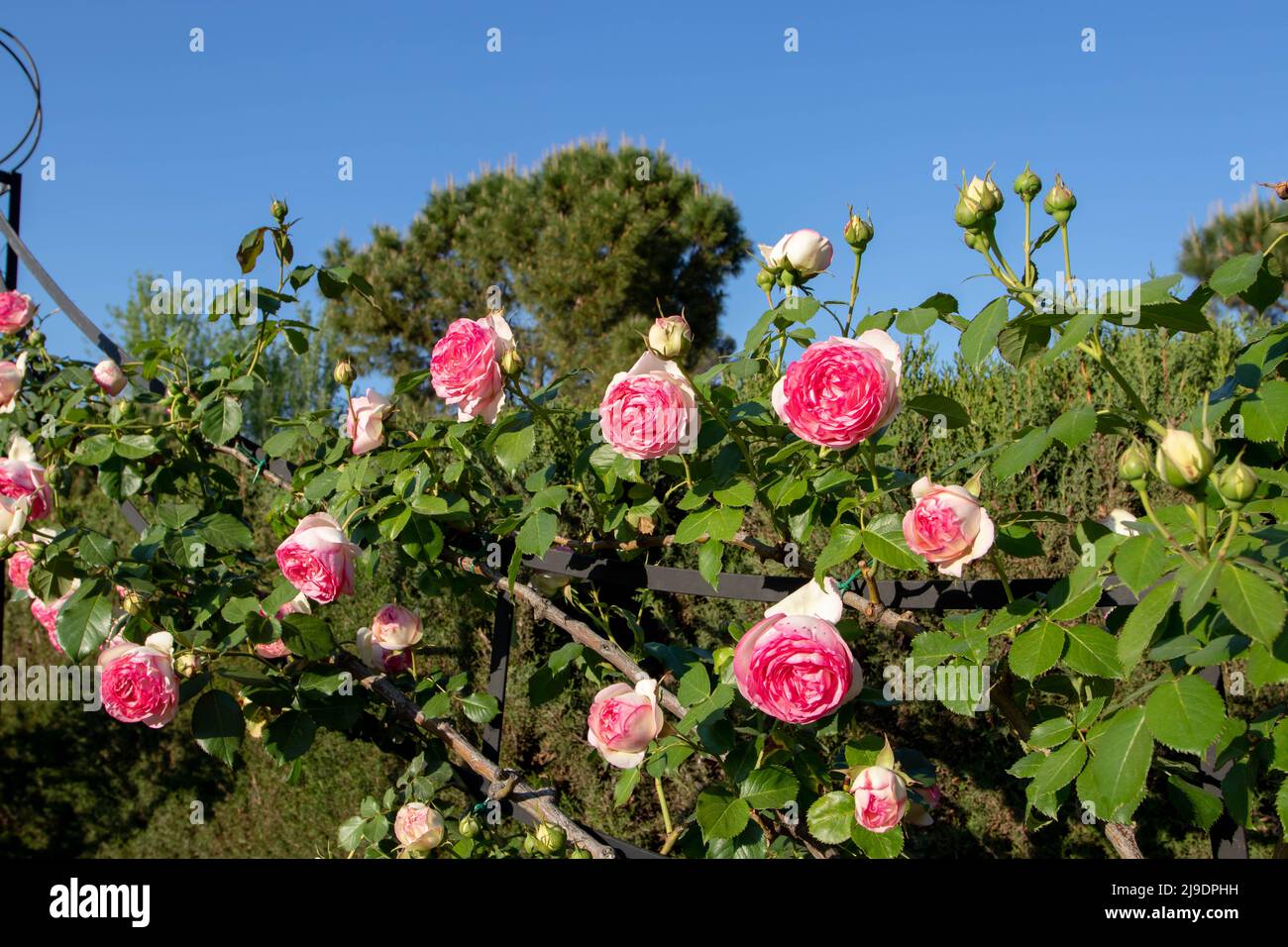 Climbing rose white with coral pink edging flowers on the clear blue ...