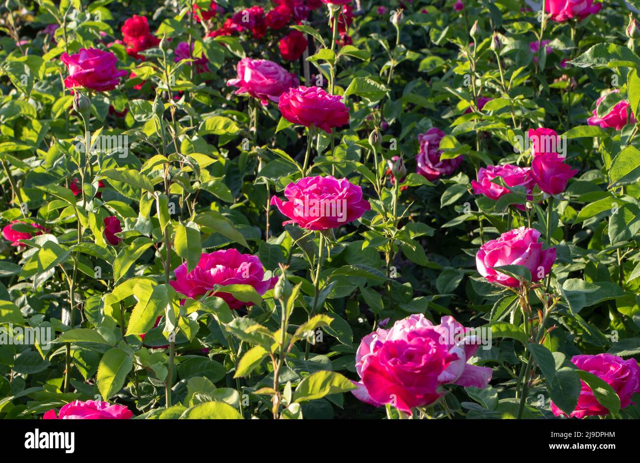 Beautiful magenta rose petals hi-res stock photography and images - Alamy