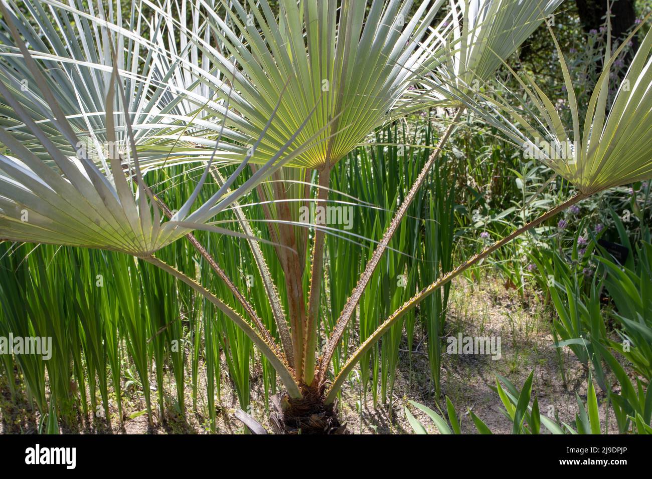 Brahea armata or Mexican blue palm or blue hesper palm evergreen tree of the palm family Arecaceae.Thorns on the petioles. Stock Photo