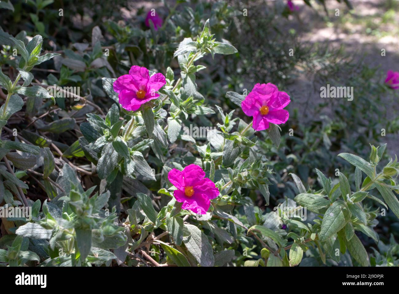Cistus pulverulentus or magenta rock rose or cistus crispus bright flowers in the sunny garden Stock Photo