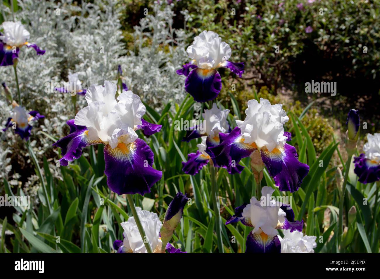 Bearded iris cultivar flowers with white standards blue falls and