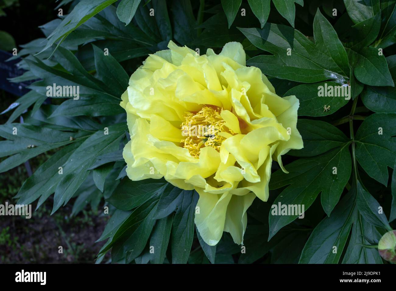 Itoh hybrid of herbaceous and tree peony with bright lemon yellow flower and dark green lush foliage Stock Photo