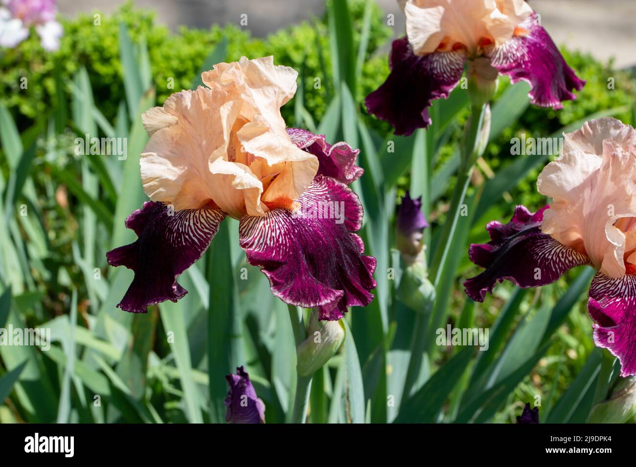 Bearded iris cultivar flowers with peach standards purple falls and capsicum red beard. Bright white sunburst around beards Stock Photo