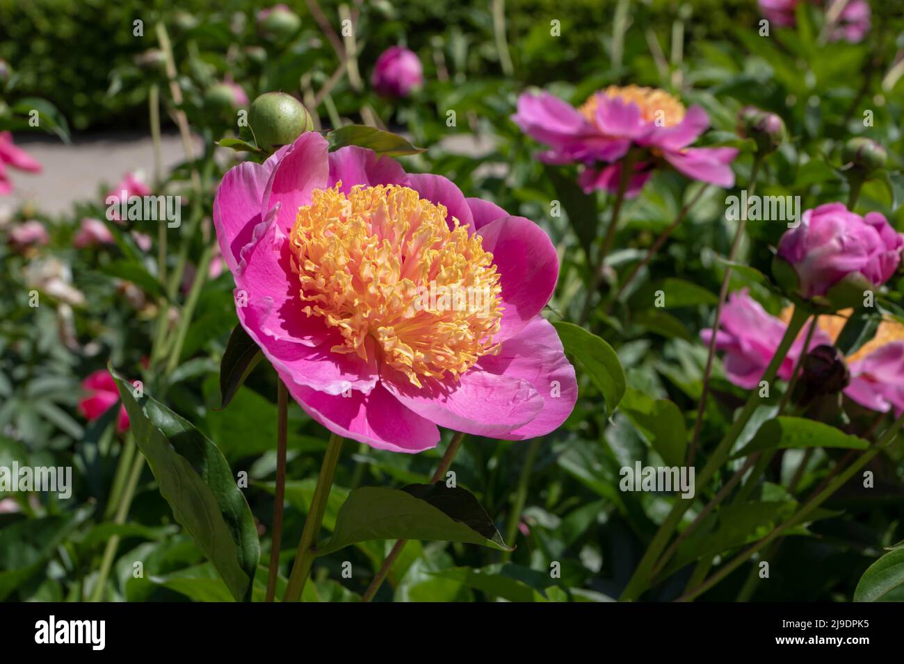 Herbaceous peony bright pink japanese type flowers with yellow center and green lush foliage Stock Photo