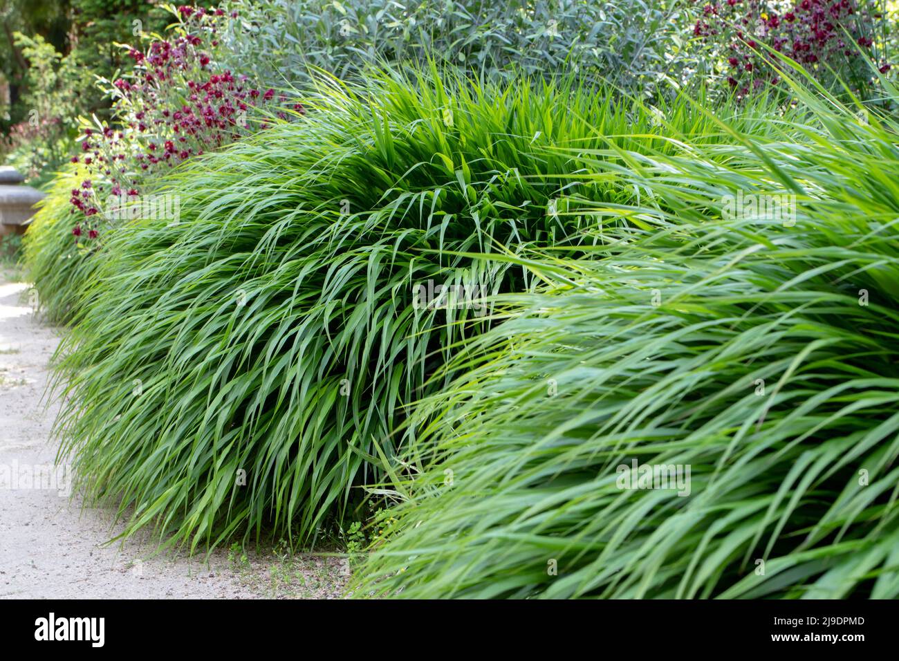Hakonechloa macra or hakone grass or japanese forest grass bamboo-like ornamental plant  with cascading mounds of lush green foliage Stock Photo