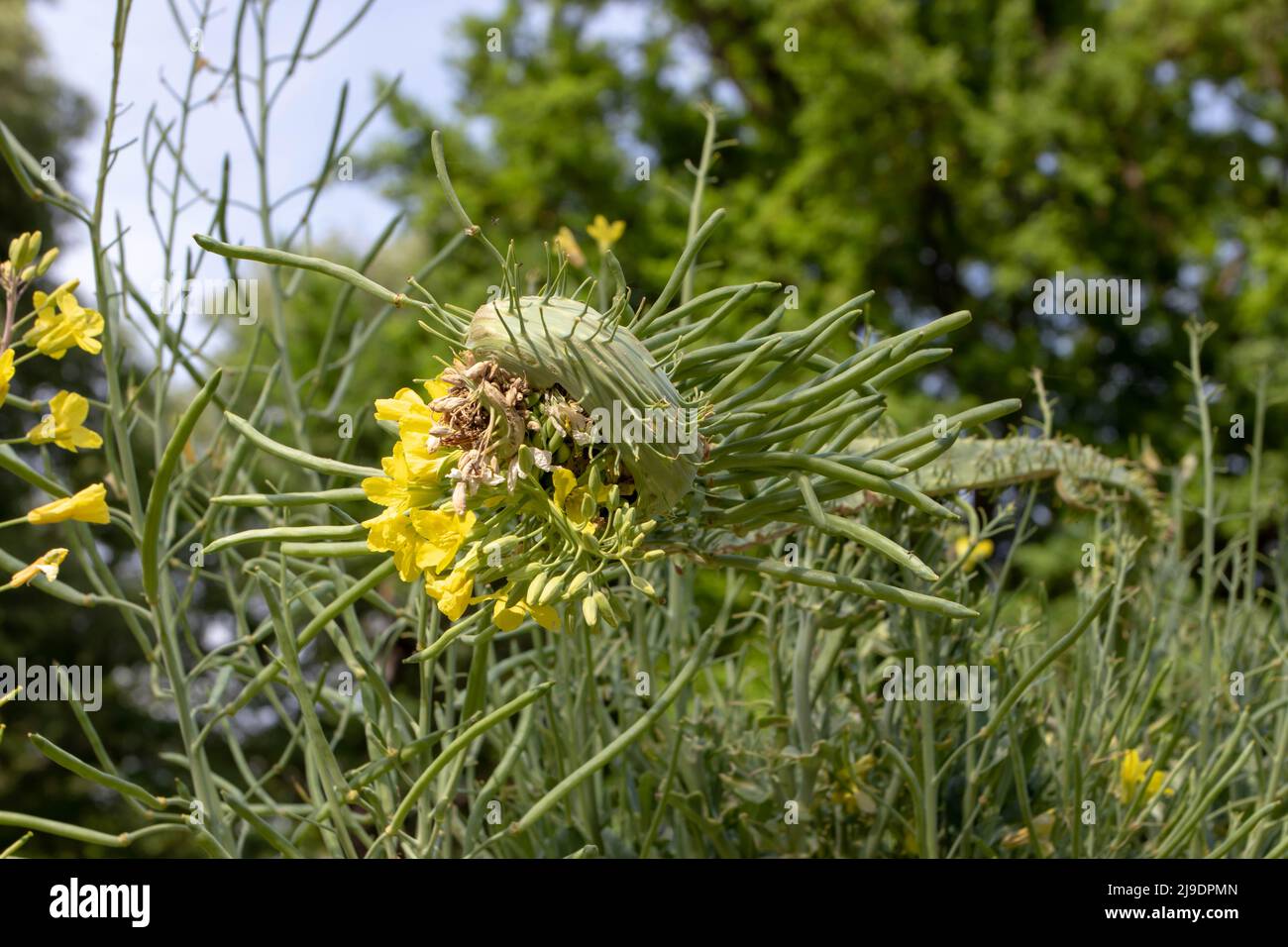 Fasciation or cresting on the brassicaceae plant. Abnormal growth of ...