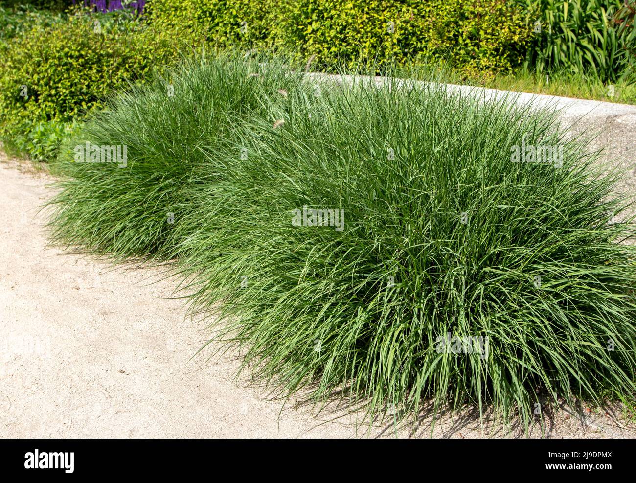 Pennisetum alopecuroides or chinese fountaingrass ornamental plant with cascading mounds of lush green foliage Stock Photo