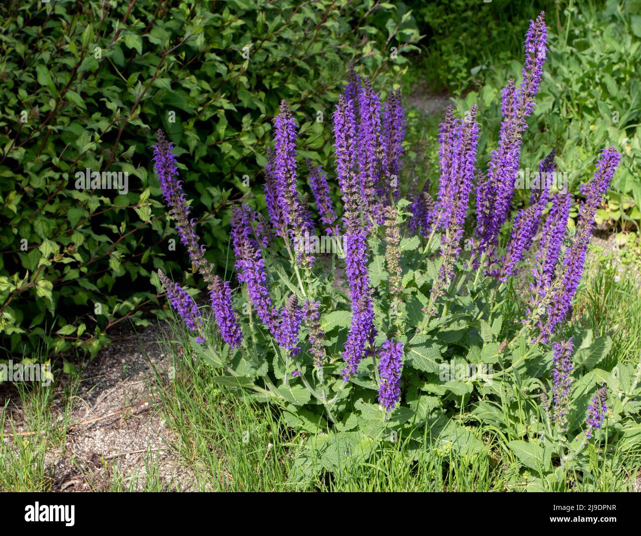 Salvia sylvestris or wood sage plant with spikes of purple blue flowers. Stock Photo
