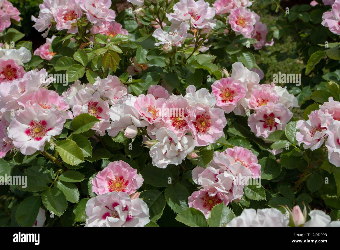 Modern shrub rose peachy pink with red eyes abundant flowers Stock