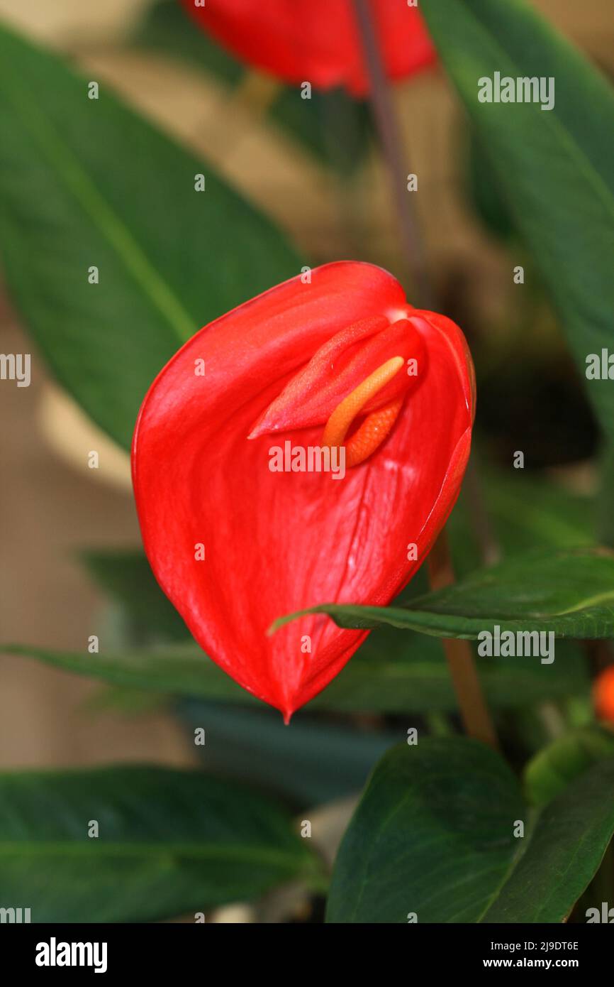 ANTHURIUM SCHERZERIANUM COMMONLY KNOWN AS THE THE FLAMINGO FLOWER OR PIGTAIL PLANT Stock Photo