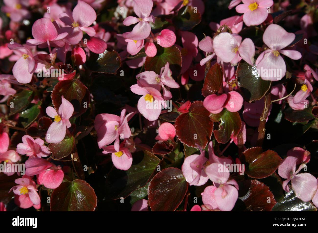 Bedding begonia hires stock photography and images Alamy