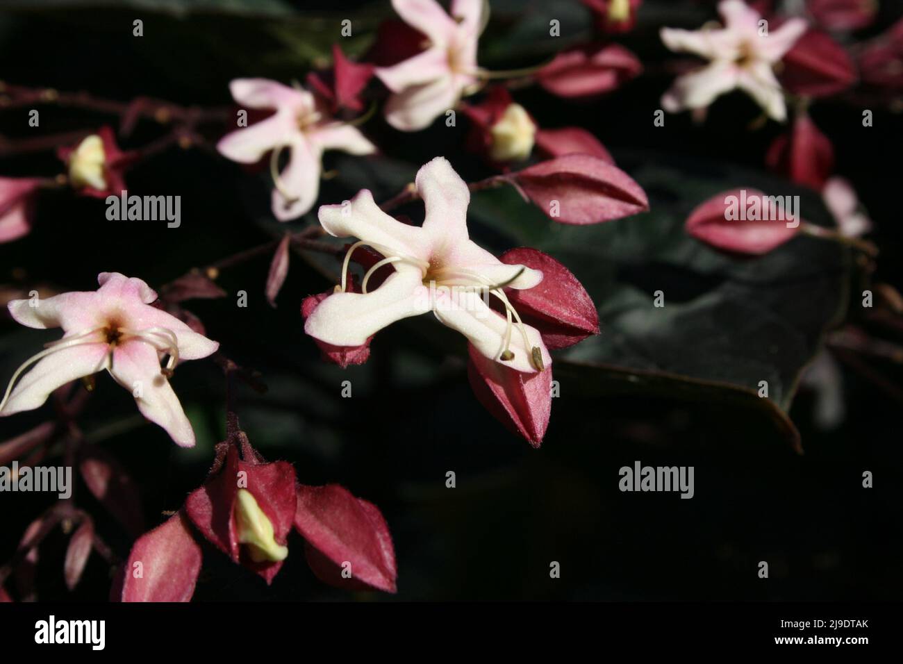 Chance Tree CLOSE-UP OF THE FLOWERS OF CLERODENDRUM TRICHOTOMUM, COMMONLY KNOWN AS ...
