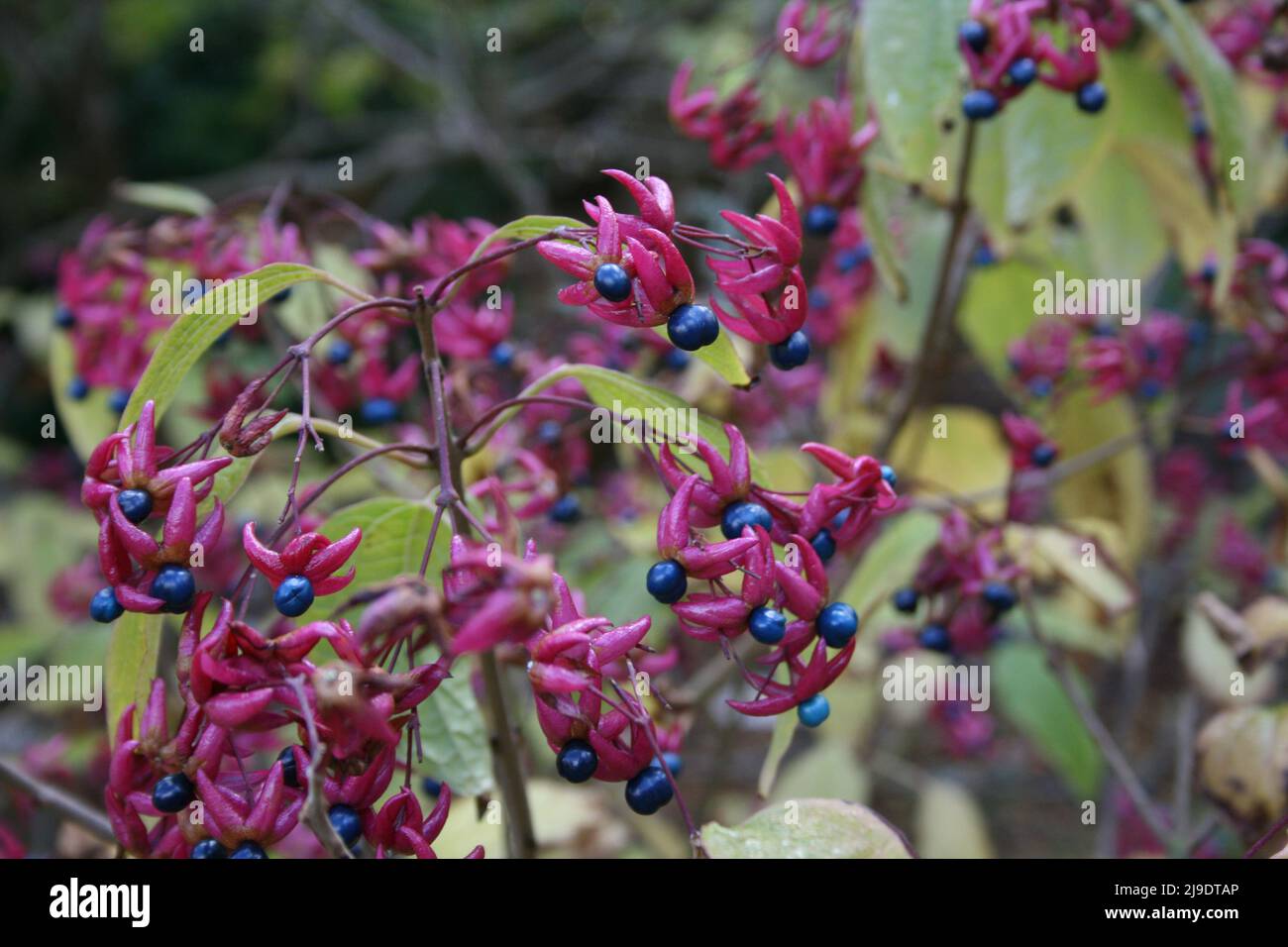 Chance Tree CLERODENDRUM TRICHOTOMUM BERRIES, THE SHRUB IS COMMONLY KNOWN AS ...
