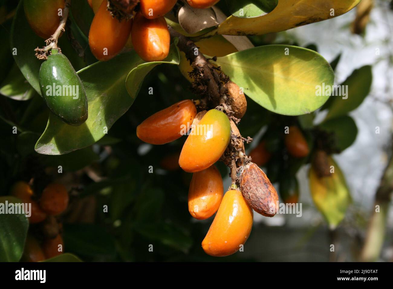 FRUIT ON THE CORYNOCARPUS TREE COMMONLY KNOWN AS KARAKA OR NEW ZEALAND LAUREL Stock Photo