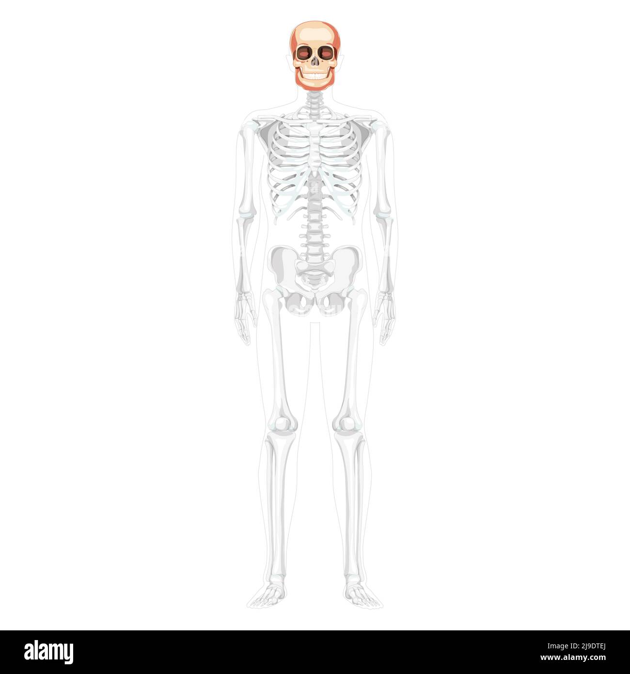 Human head Skull Skeleton front view with side hands partly transparent body position. Anatomically correct. Chump realistic flat natural color concept Vector illustration isolated on white background Stock Vector