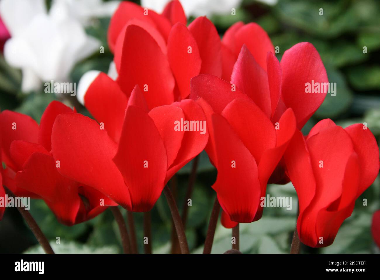 DEEP RED CYCLAMEN PERSICUM FLOWERS Stock Photo