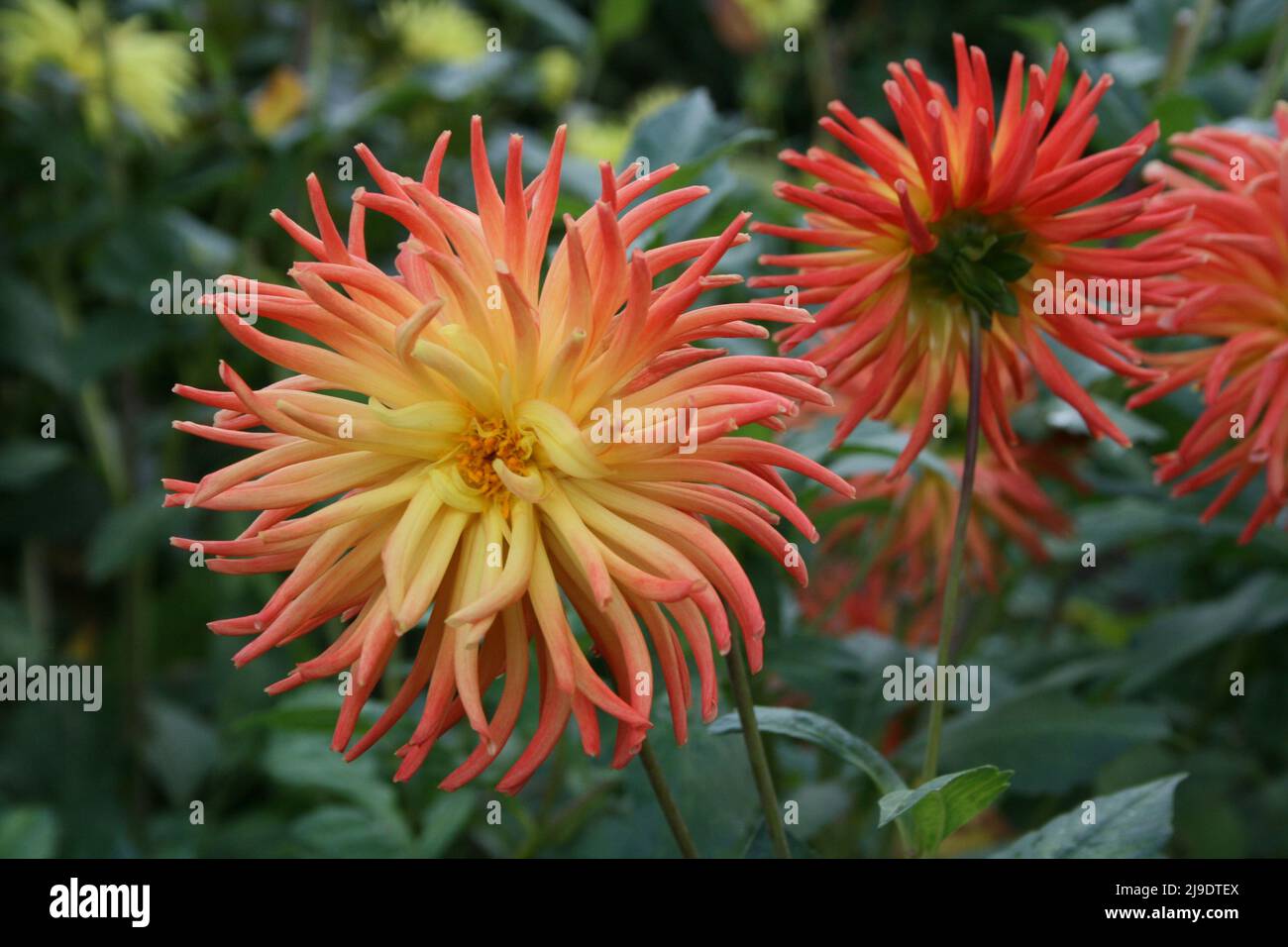 DAHLIAS FLOWERS 'ELNOR FIESTA' IN BLOOM Stock Photo