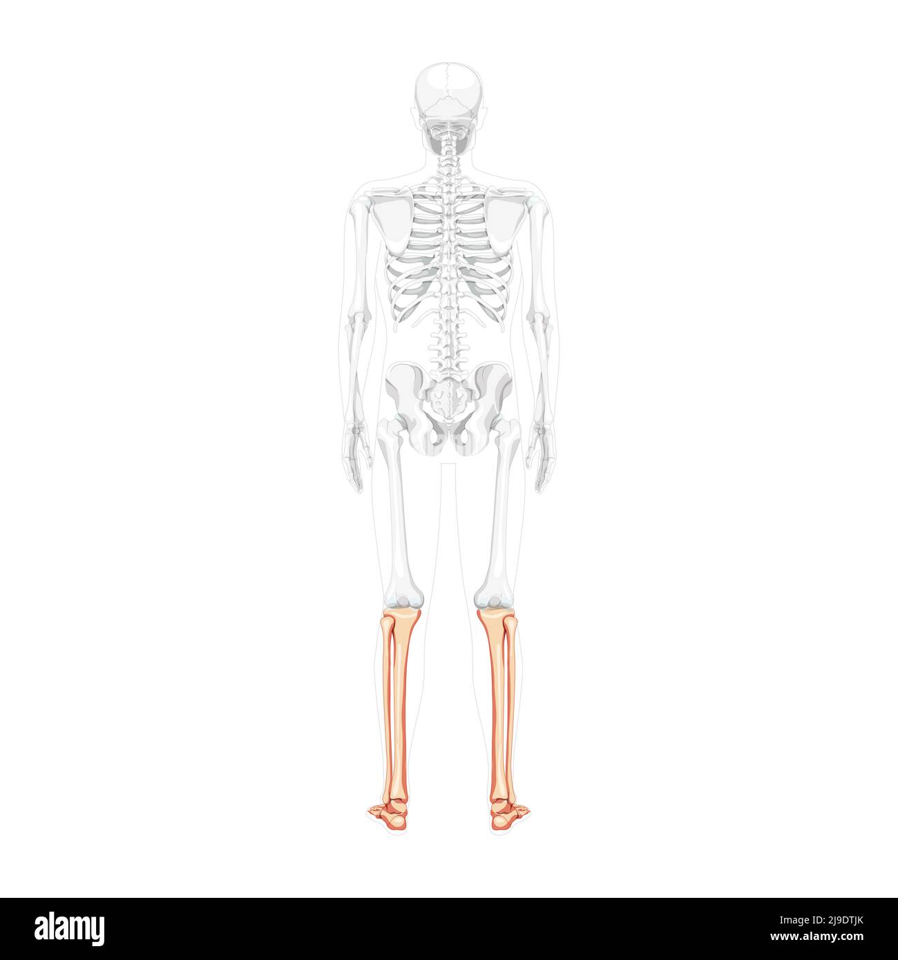 Skeleton leg tibia, fibula, Foot, ankle Human back Posterior dorsal view with partly transparent bones position. Anatomically correct realistic flat natural color concept Vector illustration isolated Stock Vector