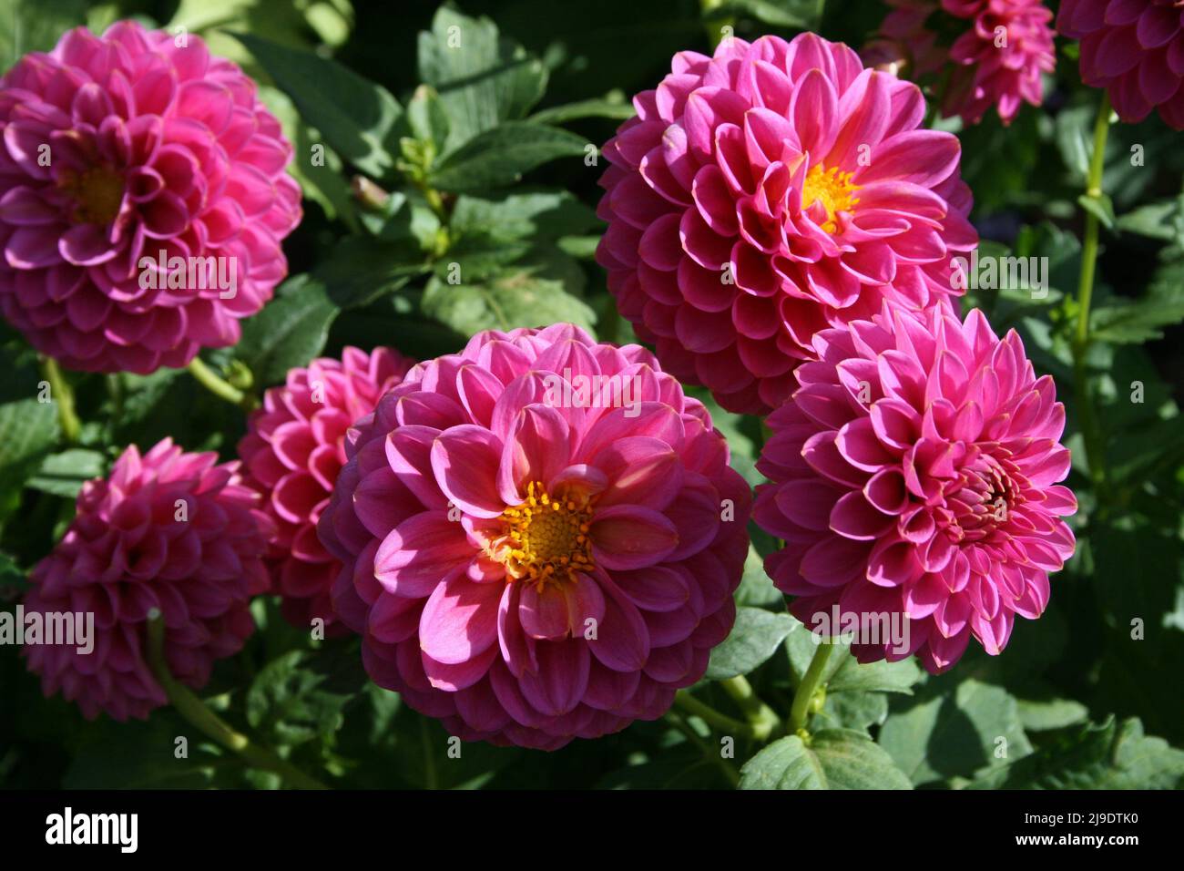 DAHLIAS FLOWERS 'ORETI PRIDE' IN BLOOM Stock Photo