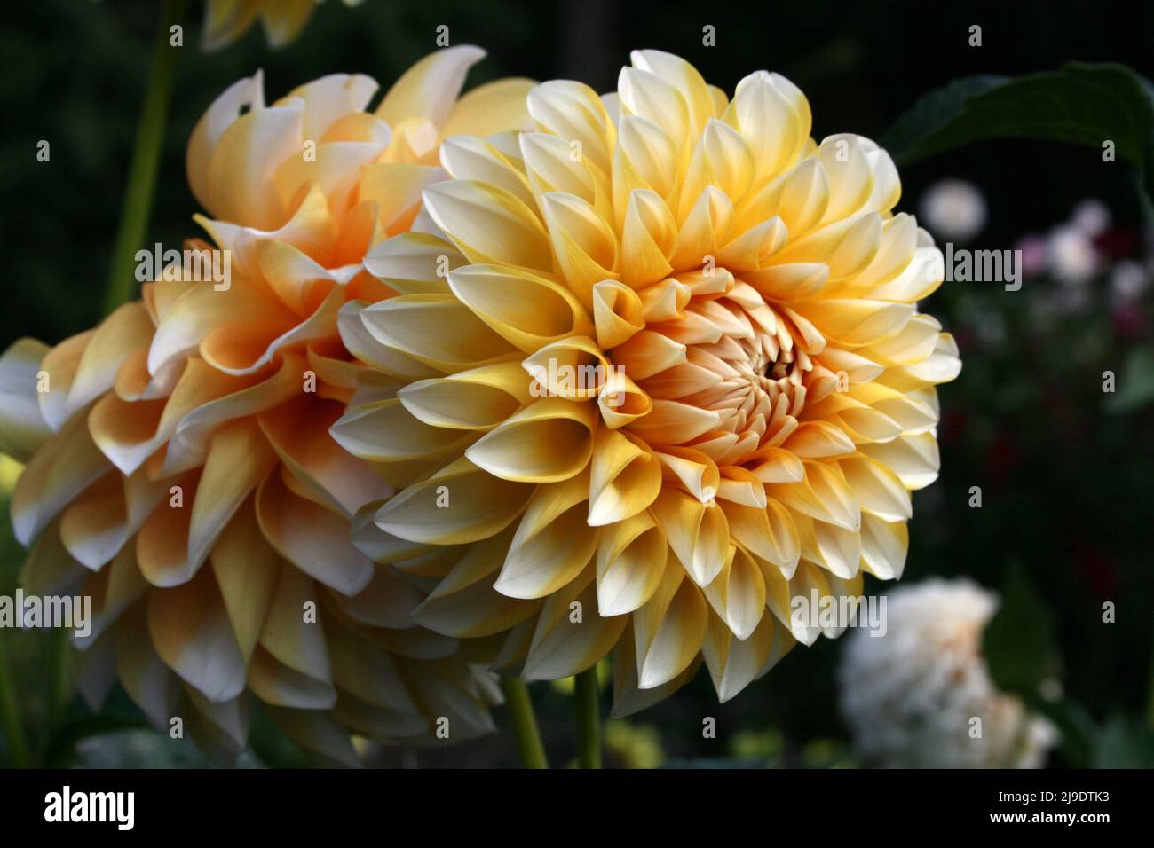 DAHLIAS FLOWERS 'ORETI THOMAS' IN BLOOM Stock Photo