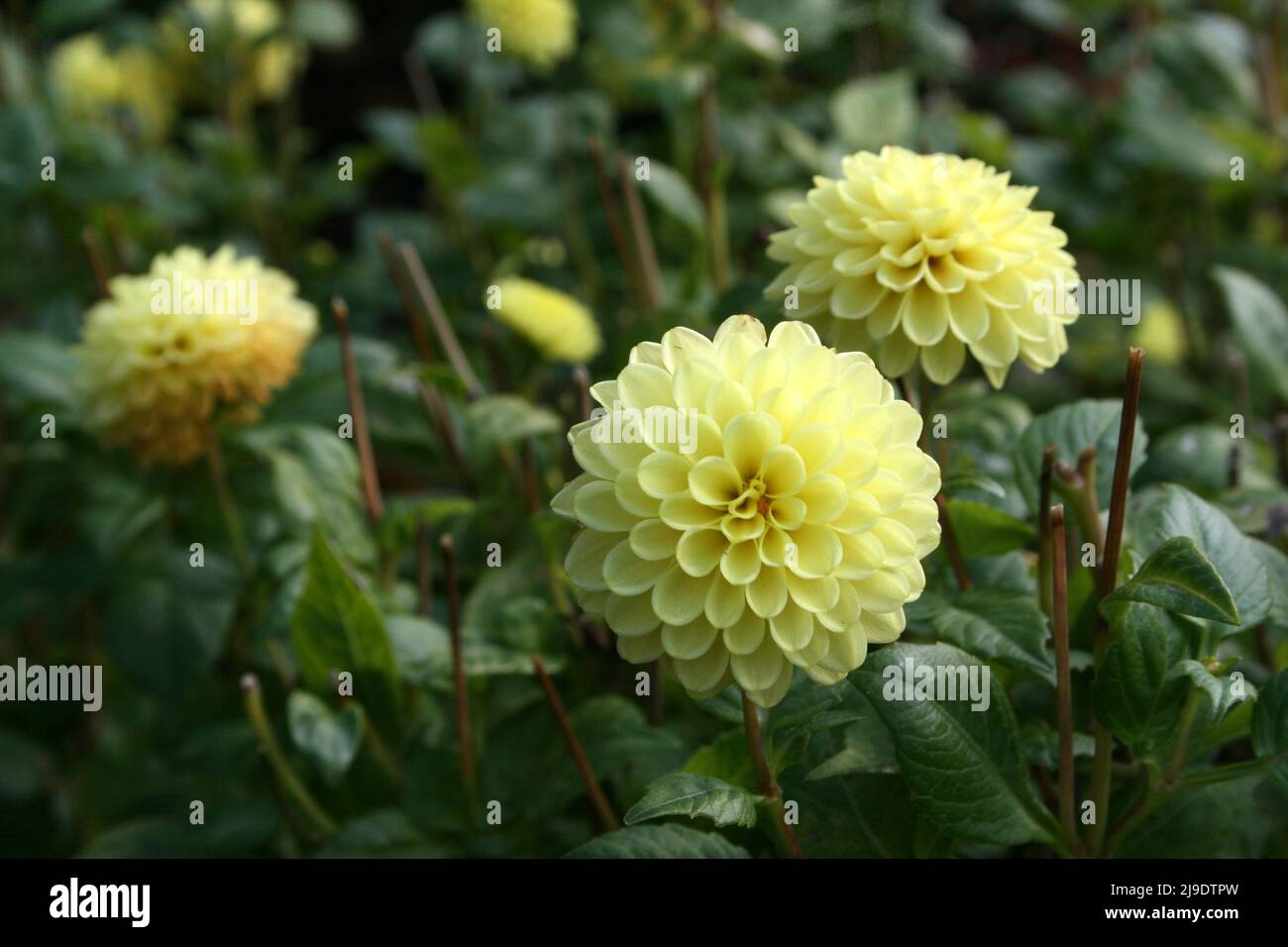 DAHLIAS FLOWERS 'SUSIE DAHL' IN BLOOM Stock Photo
