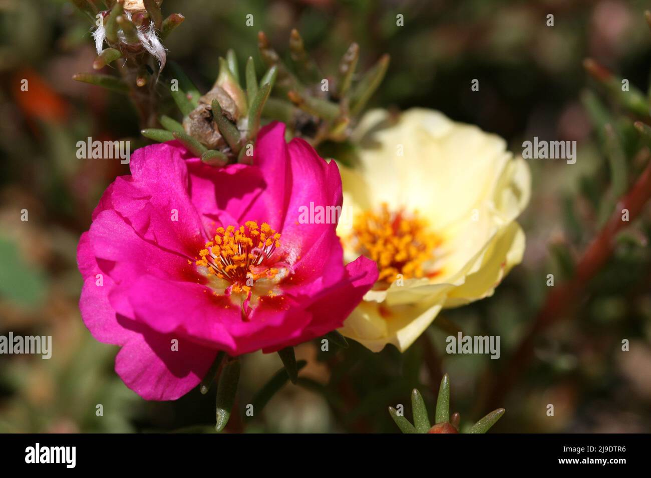 PINK AND YELLOW PORTULACA GRANDIFLORA FLOWERS COMMONLY KNOWN AS SUN ROSES, SUN PLANTS OR MEXICAN ROSE. Stock Photo