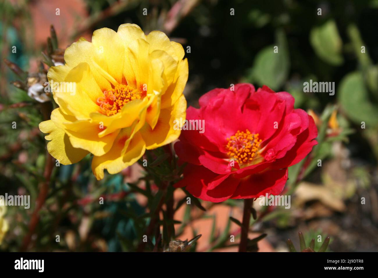 PORTULACA GRANDIFLORA COMMONLY KNOWN AS SUN ROSES, SUM PLANTS OF MEXICAN ROSE. Stock Photo